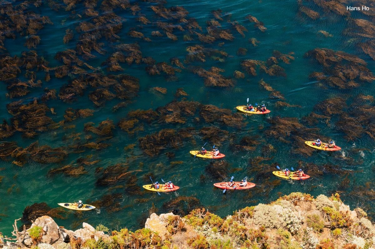 Seven yellow kayaks with people paddling through the top of a kelp forest and along a rocky cliffside.